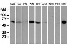 EPN2 Monoclonal Antibody (OTI1C5), TrueMAB , OriGene 30 &mu;L; Unconjugated:Antibodies,