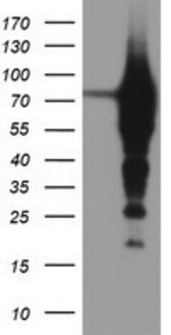 EPN2 Mouse anti-Human, Clone: OTI1F5, lyophilized, TrueMAB 100 &mu;g | Buy Online | OriGene | Fisher Scientific
