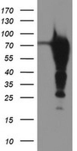 EPN2 Monoclonal Antibody (OTI1E4), TrueMAB , OriGene 30 &mu;L; Unconjugated:Antibodies,