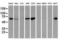 EPN2 Monoclonal Antibody (OTI1E4), TrueMAB , OriGene 30 &mu;L; Unconjugated:Antibodies,