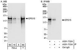 EPS15 Rabbit anti-Human, Polyclonal, Bethyl Laboratories 100 &mu;L; Unconjugated:Antibodies,