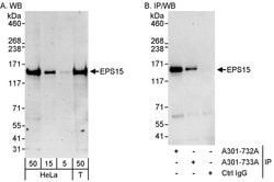 EPS15 Rabbit anti-Human, Polyclonal, Bethyl Laboratories 100 &mu;L; Unconjugated:Antibodies,