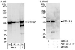EPS15L Rabbit anti-Human, Polyclonal, Bethyl Laboratories 100 &mu;L; Unconjugated:Antibodies,