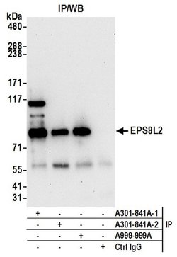 EPS8L2 Rabbit anti-Human, Polyclonal, Bethyl Laboratories 100 &mu;L; Unconjugated:Antibodies,