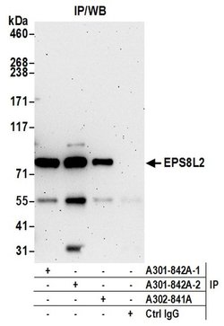 EPS8L2 Rabbit anti-Human, Polyclonal, Bethyl Laboratories 100 &mu;L; Unconjugated:Antibodies,