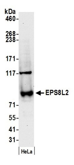 EPS8L2 Rabbit anti-Human, Polyclonal, Bethyl Laboratories 100 &mu;L; Unconjugated:Antibodies,