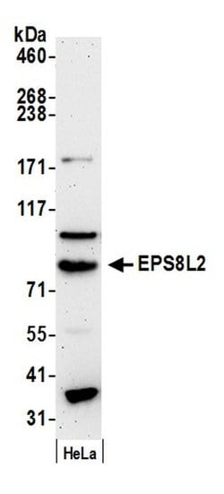 EPS8L2 Rabbit anti-Human, Polyclonal, Bethyl Laboratories 100 &mu;L; Unconjugated:Antibodies,