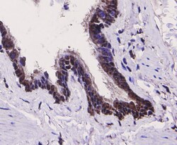TLR7 Polyclonal Antibody, Huabio 100 &mu;L; Unconjugated:Antibodies, Polyclonal