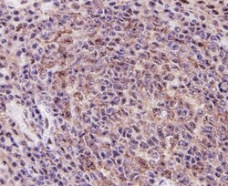 TLR7 Polyclonal Antibody, Huabio 100 &mu;L; Unconjugated:Antibodies, Polyclonal
