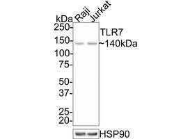 TLR7 Polyclonal Antibody, Huabio 100 &mu;L; Unconjugated:Antibodies, Polyclonal