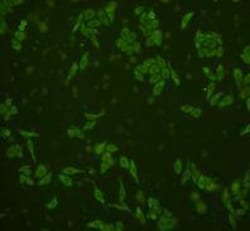 GRB2 Polyclonal Antibody, Huabio 100 &mu;L; Unconjugated:Antibodies, Polyclonal
