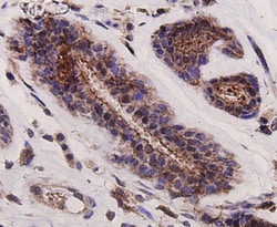 GRB2 Polyclonal Antibody, Huabio 100 &mu;L; Unconjugated:Antibodies, Polyclonal