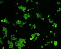 HSP27 Polyclonal Antibody, Huabio 100 &mu;L; Unconjugated:Antibodies, Polyclonal