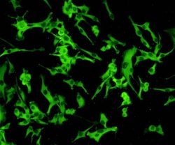 HSP27 Polyclonal Antibody, Huabio 100 &mu;L; Unconjugated:Antibodies, Polyclonal