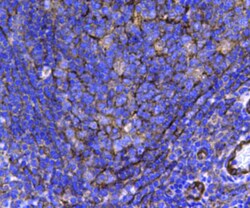 HSP27 Polyclonal Antibody, Huabio 100 &mu;L; Unconjugated:Antibodies, Polyclonal