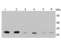 HSP27 Polyclonal Antibody, Huabio 100 &mu;L; Unconjugated:Antibodies, Polyclonal
