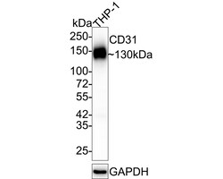 CD31 Polyclonal Antibody, Huabio 100 &mu;L; Unconjugated:Antibodies, Polyclonal