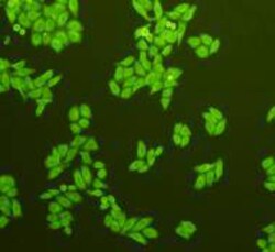 GRP78 Polyclonal Antibody, Huabio 100 &mu;L; Unconjugated:Antibodies, Polyclonal