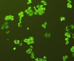 GRP78 Polyclonal Antibody, Huabio 100 &mu;L; Unconjugated:Antibodies, Polyclonal