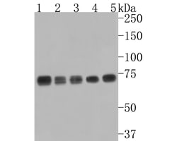 GRP78 Polyclonal Antibody, Huabio 100 &mu;L; Unconjugated:Antibodies, Polyclonal