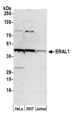 ERAL1 Rabbit anti-Human, Polyclonal, Bethyl Laboratories 100 &mu;l; Unlabeled:Antibodies,