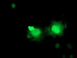 ERAS Monoclonal Antibody (OTI2C6), TrueMAB , OriGene:Antibodies:Primary