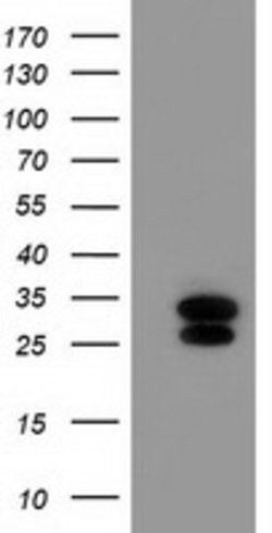 ERAS Mouse anti-Human, Clone: OTI3A3, lyophilized, TrueMAB 100 &mu;g; Unconjugated:Antibodies,