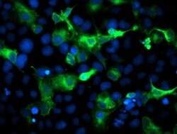 ERBB2 Monoclonal Antibody (OTI5A3), TrueMAB , OriGene 30 &mu;L; Unconjugated:Antibodies,