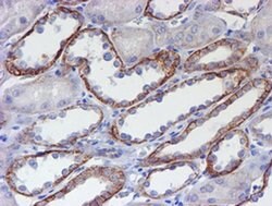 ERBB2 Monoclonal Antibody (OTI12G4), TrueMAB , OriGene 30 &mu;L; Unconjugated:Antibodies,
