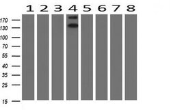 ERBB2 Monoclonal Antibody (OTI4F10), TrueMAB , OriGene 100 &mu;L; Unconjugated:Antibodies,