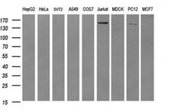 ERBB2 Monoclonal Antibody (OTI2A1), TrueMAB , OriGene 100 &mu;L; Unconjugated:Antibodies,