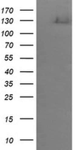 ERBB2 Monoclonal Antibody (OTI5C4), TrueMAB , OriGene 30 &mu;L; Unconjugated:Antibodies,