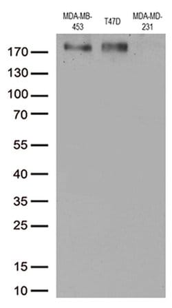 ERBB3 Monoclonal Antibody (OTI1C6), TrueMAB , OriGene 100 &mu;L; Unconjugated:Antibodies,