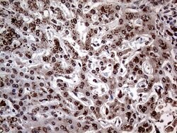 ERBB4 Monoclonal Antibody (OTI1H6), TrueMAB , OriGene 100 &mu;L; Unconjugated:Antibodies,