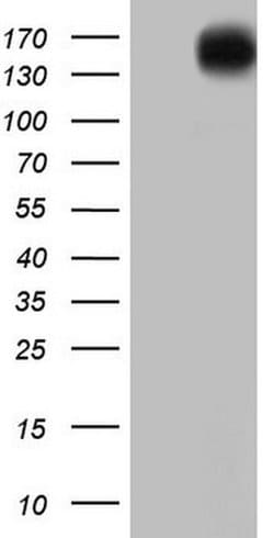 ERBB4 Monoclonal Antibody (OTI3A10), TrueMAB , OriGene 100 &mu;L; Unconjugated:Antibodies,