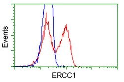 ERCC1 Monoclonal Antibody (OTI1C6), TrueMAB , OriGene 100 &mu;L; Unconjugated:Antibodies,