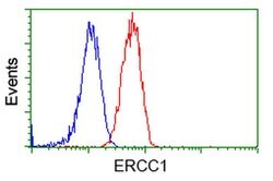 ERCC1 Monoclonal Antibody (OTI1C6), TrueMAB , OriGene 100 &mu;L; Unconjugated:Antibodies,