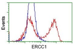 ERCC1 Monoclonal Antibody (OTI1H1), TrueMAB , OriGene 30 &mu;L; Unconjugated:Antibodies,