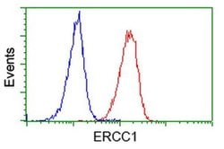 ERCC1 Monoclonal Antibody (OTI1H1), TrueMAB , OriGene 30 &mu;L; Unconjugated:Antibodies,