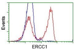 ERCC1 Monoclonal Antibody (OTI3G5), TrueMAB , OriGene 100 &mu;L; Unconjugated:Antibodies,