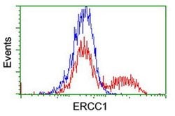 ERCC1 Monoclonal Antibody (OTI24F2), TrueMAB , OriGene 30 &mu;L; Unconjugated:Antibodies,