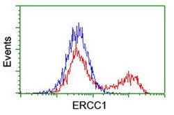 ERCC1 Mouse anti-Human, Clone: OTI5E6, lyophilized, TrueMAB 100 &mu;g;