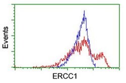 ERCC1 Monoclonal Antibody (OTI1C10), TrueMAB , OriGene 100 &mu;L; Unconjugated:Antibodies,