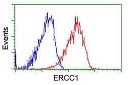 ERCC1 Monoclonal Antibody (OTI1C10), TrueMAB , OriGene 100 &mu;L; Unconjugated:Antibodies,
