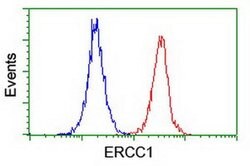 ERCC1 Monoclonal Antibody (OTI1C10), TrueMAB , OriGene 100 &mu;L; Unconjugated:Antibodies,