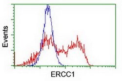 ERCC1 Monoclonal Antibody (OTI3B1), TrueMAB , OriGene 100 &mu;L; Unconjugated:Antibodies,