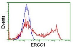 ERCC1 Monoclonal Antibody (OTI5A2), TrueMAB , OriGene 100 &mu;L | Buy Online | Origene Technologies | Fisher Scientific