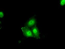 ERCC1 Monoclonal Antibody (OTI1C6), TrueMAB , OriGene 100 &mu;L; Unconjugated:Antibodies,