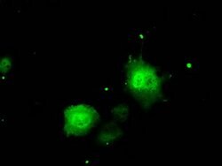ERCC1 Mouse anti-Human, Clone: OTI2A7, lyophilized, TrueMAB 100 &mu;g;