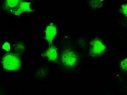 ERCC1 Monoclonal Antibody (OTI1G6), TrueMAB , OriGene 100 &mu;L; Unconjugated:Antibodies,